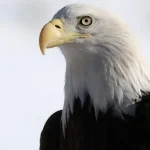 AB39E1FC-6744-4431-B9BF-4D0D6481B40A