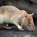CAMBODIA-LANDMINES-RAT