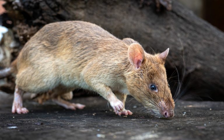 CAMBODIA-LANDMINES-RAT