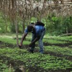 Farmer walking through a cultivated field, illustrating practical agricultural training