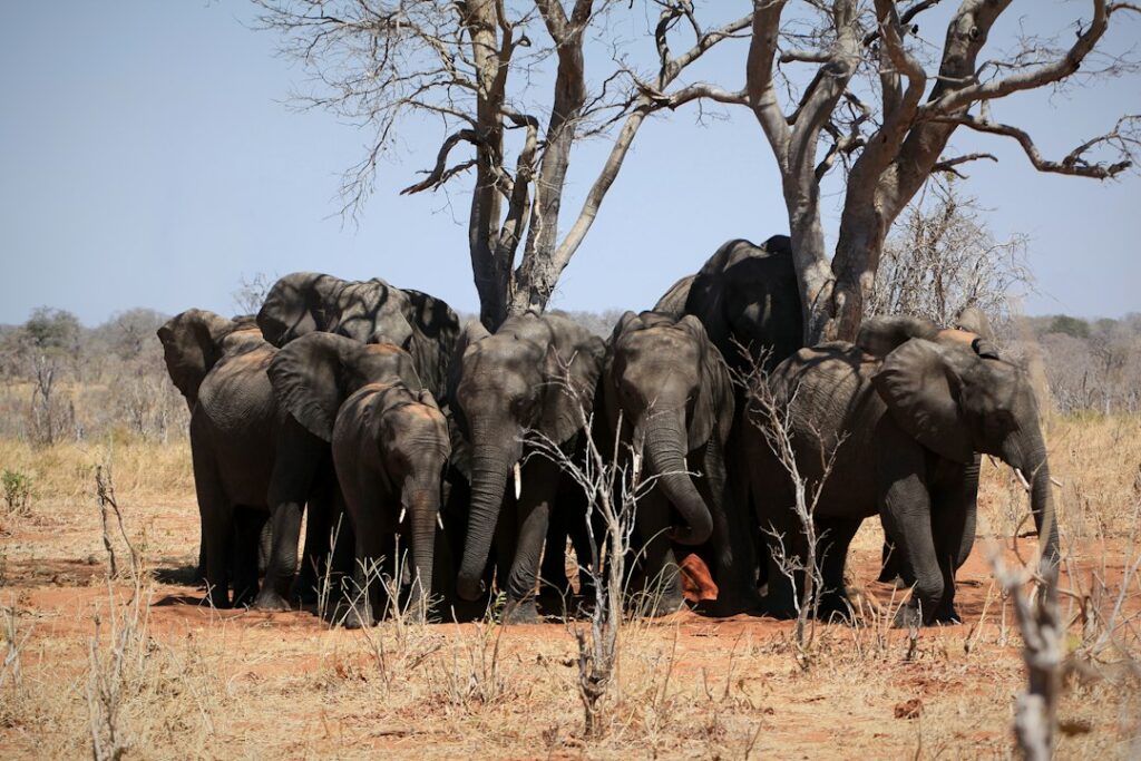 Herd of African elephants seeking shade in Chobe National Park, Botswana