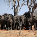 Herd of African elephants seeking shade in Chobe National Park, Botswana