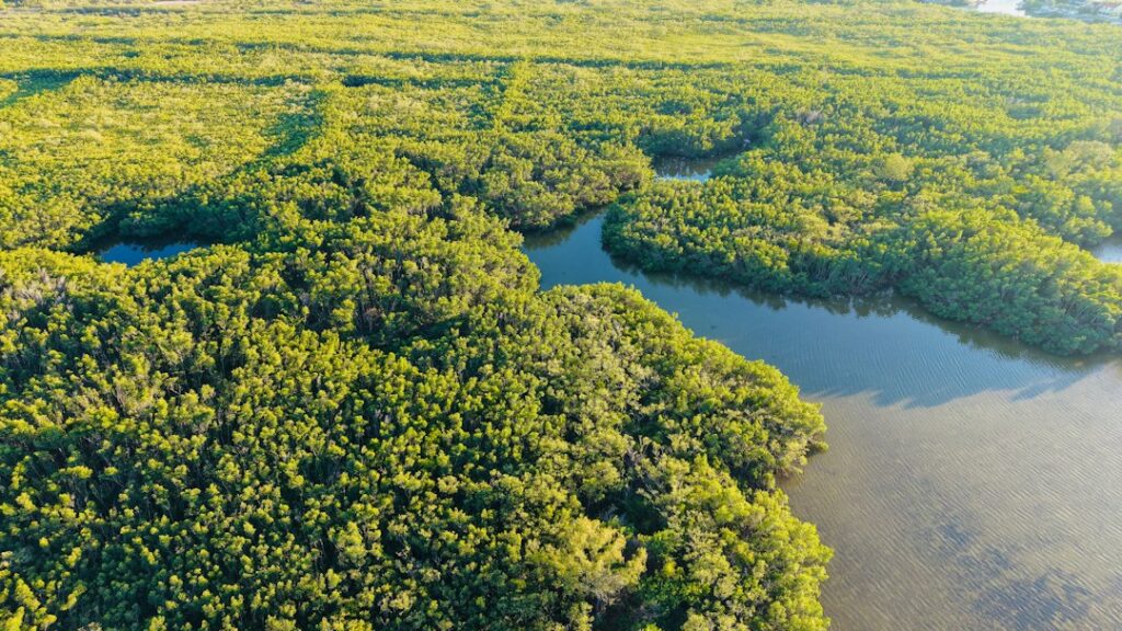 Aerial view of a lush mangrove forest crossed by waterways