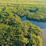 Aerial view of a lush mangrove forest crossed by waterways