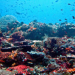 Coral and fish off Nusa Lembongan, Bali, photographed on 26 July 2009; archive reef illustration.