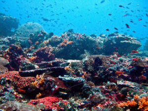 Coral and fish off Nusa Lembongan, Bali, photographed on 26 July 2009; archive reef illustration.