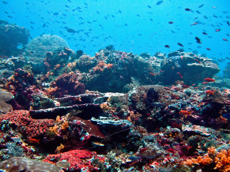 Coral and fish off Nusa Lembongan, Bali, photographed on 26 July 2009; archive reef illustration.