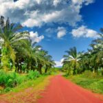 Oil palm trees lining a red-earth road at a plantation