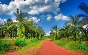Oil palm trees lining a red-earth road at a plantation