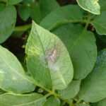 Potato leaf showing late blight damage in an archival photograph from 24 August 2006