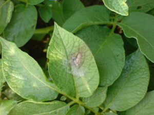 Potato leaf showing late blight damage in an archival photograph from 24 August 2006