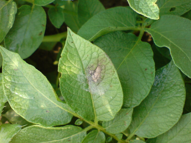 Potato leaf showing late blight damage in an archival photograph from 24 August 2006